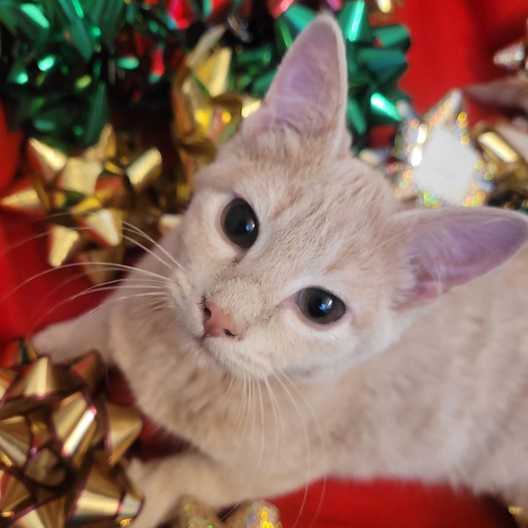 Cream, a Adoptable Domestic Short Hair in Carroll, IA image 2/6