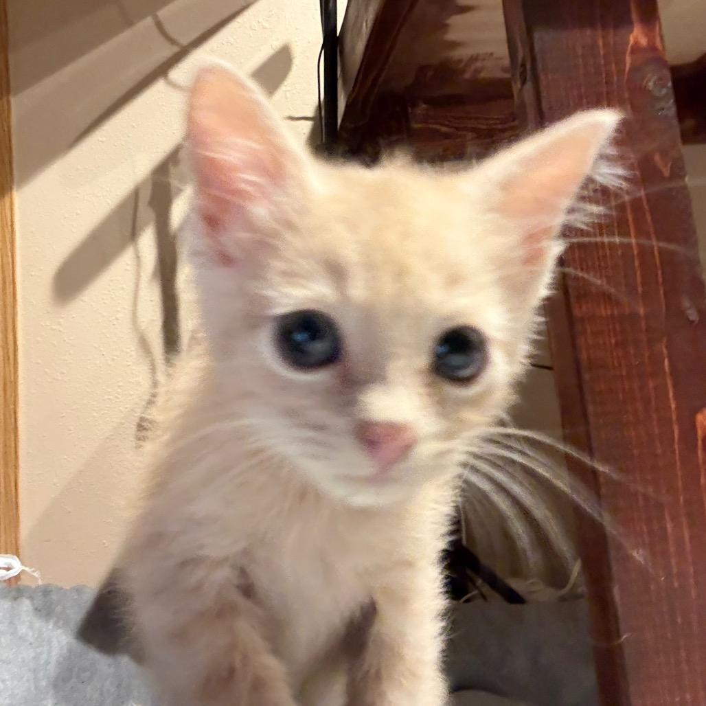 Cream, a Adoptable Domestic Short Hair in Carroll, IA image 5/6