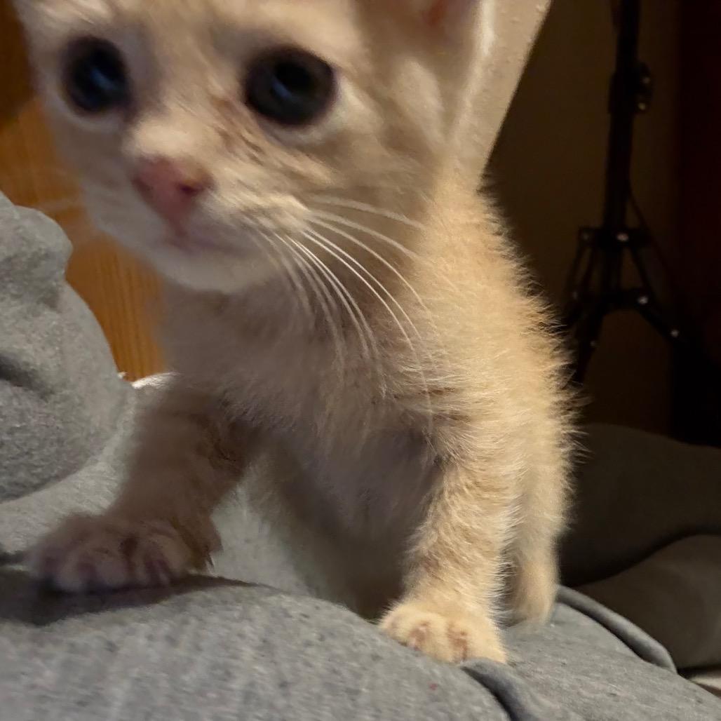 Cream, a Adoptable Domestic Short Hair in Carroll, IA image 6/6