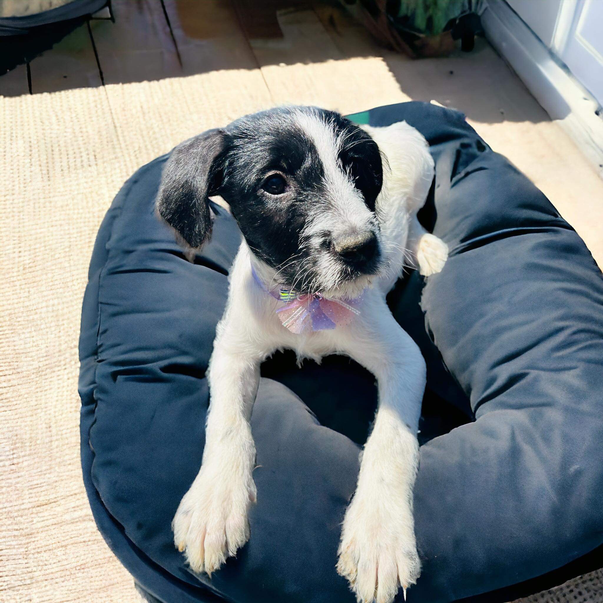 Enlarge Mimosa, a Adopted Mixed Breed in Indianapolis, IN image 5/5