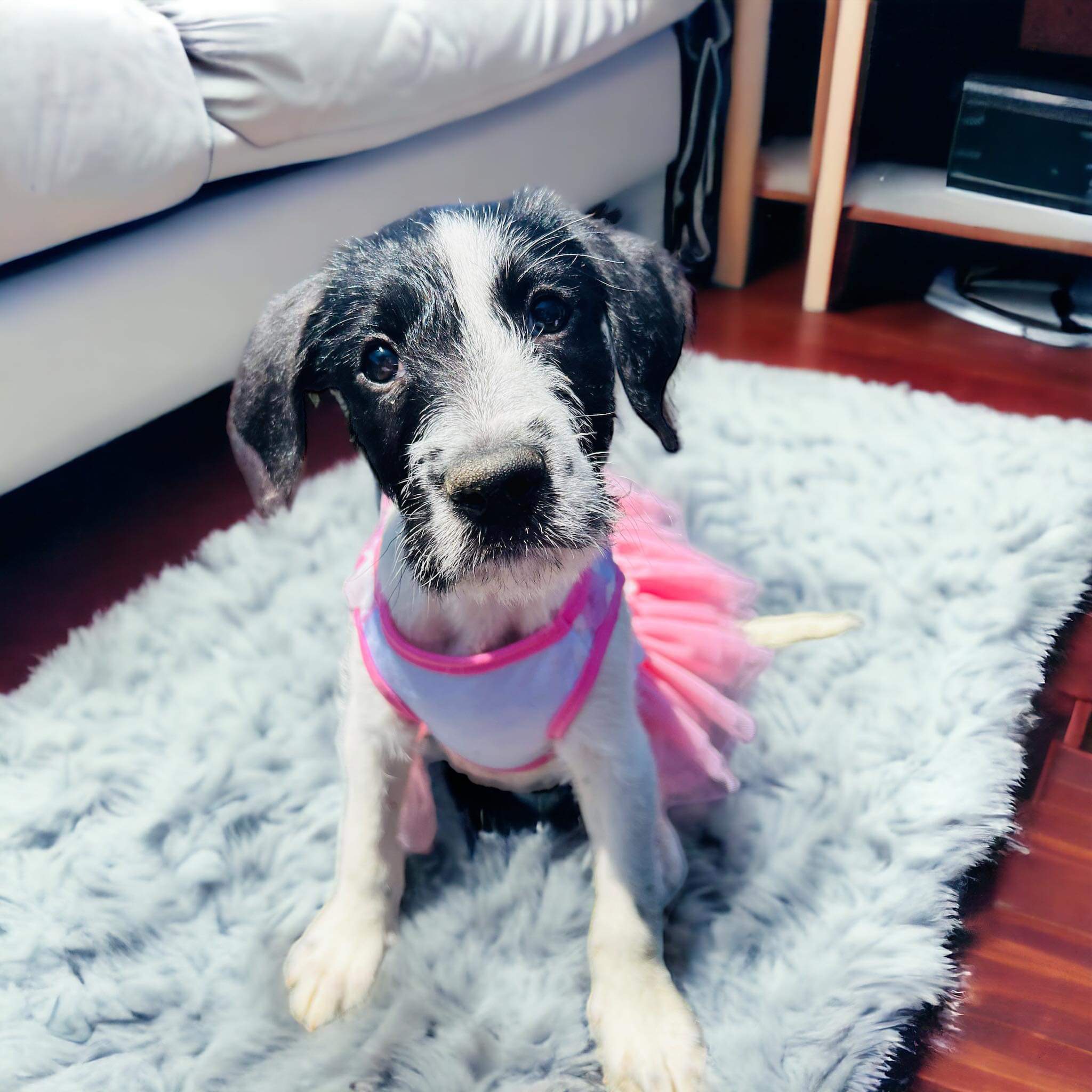 Mimosa, Adopted, Puppy Female Mixed Breed.