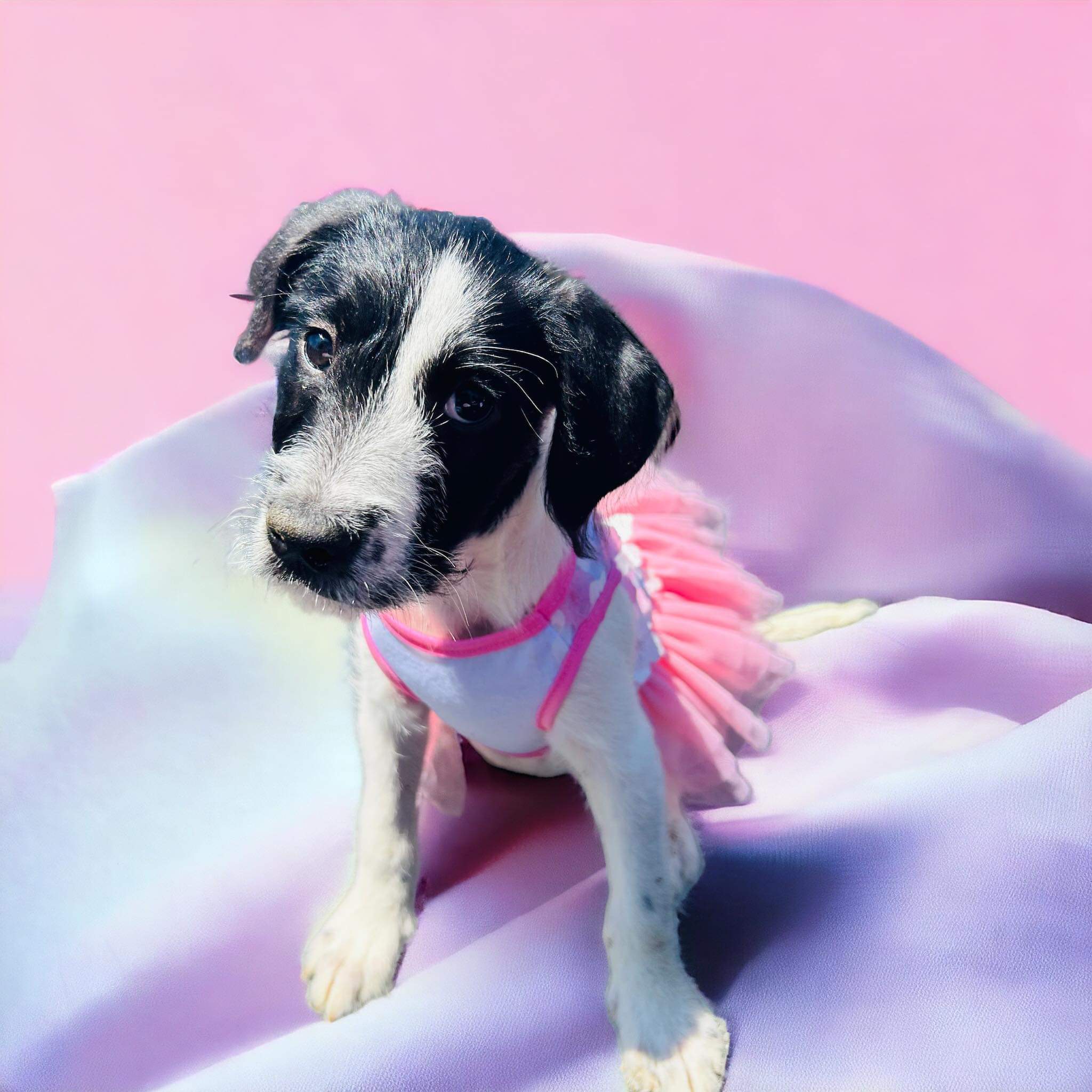 Enlarge Mimosa, a Adopted Mixed Breed in Indianapolis, IN image 2/5