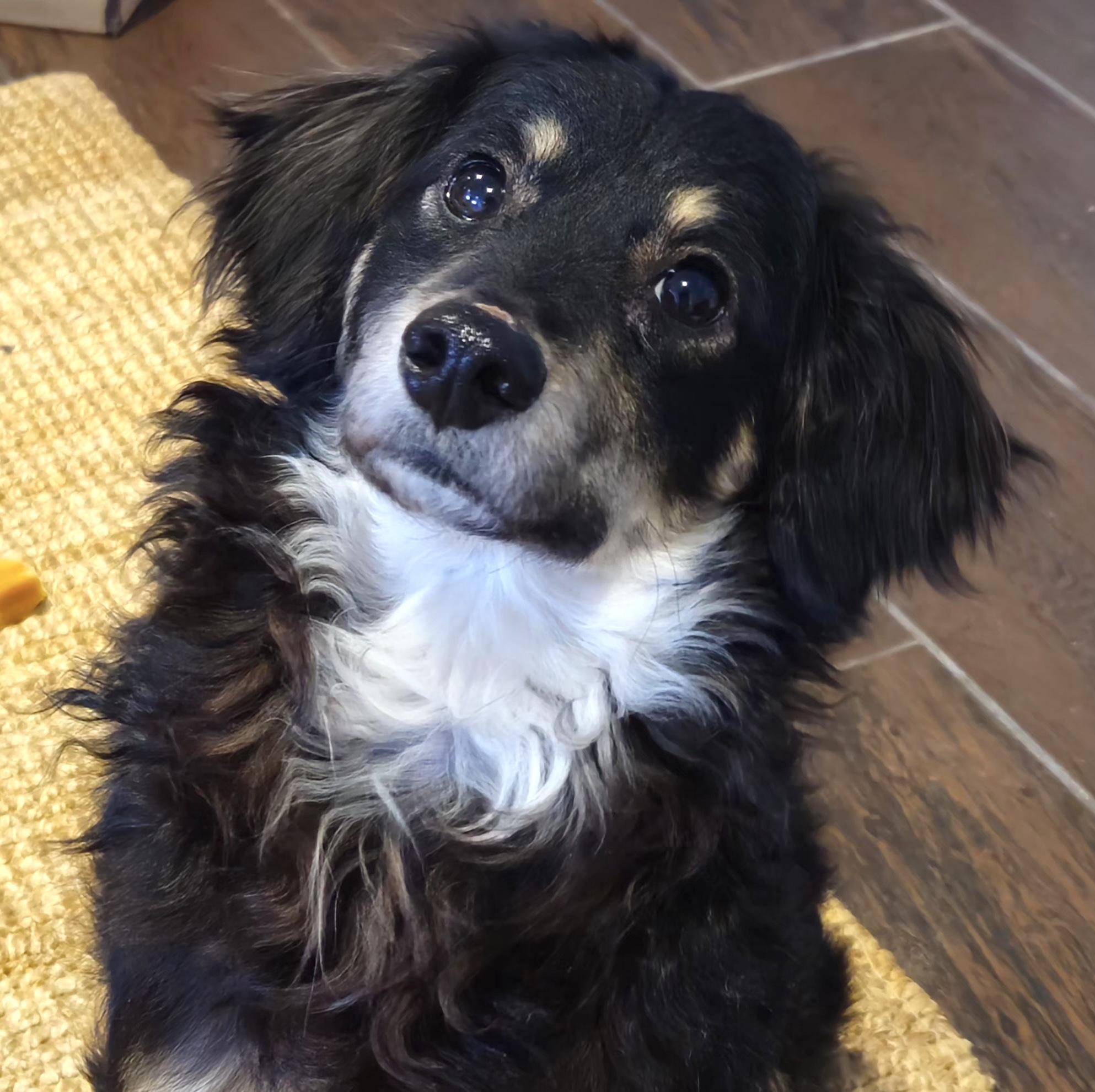 Frank, an adopted mixed breed in Brooklyn, NY image 1/6