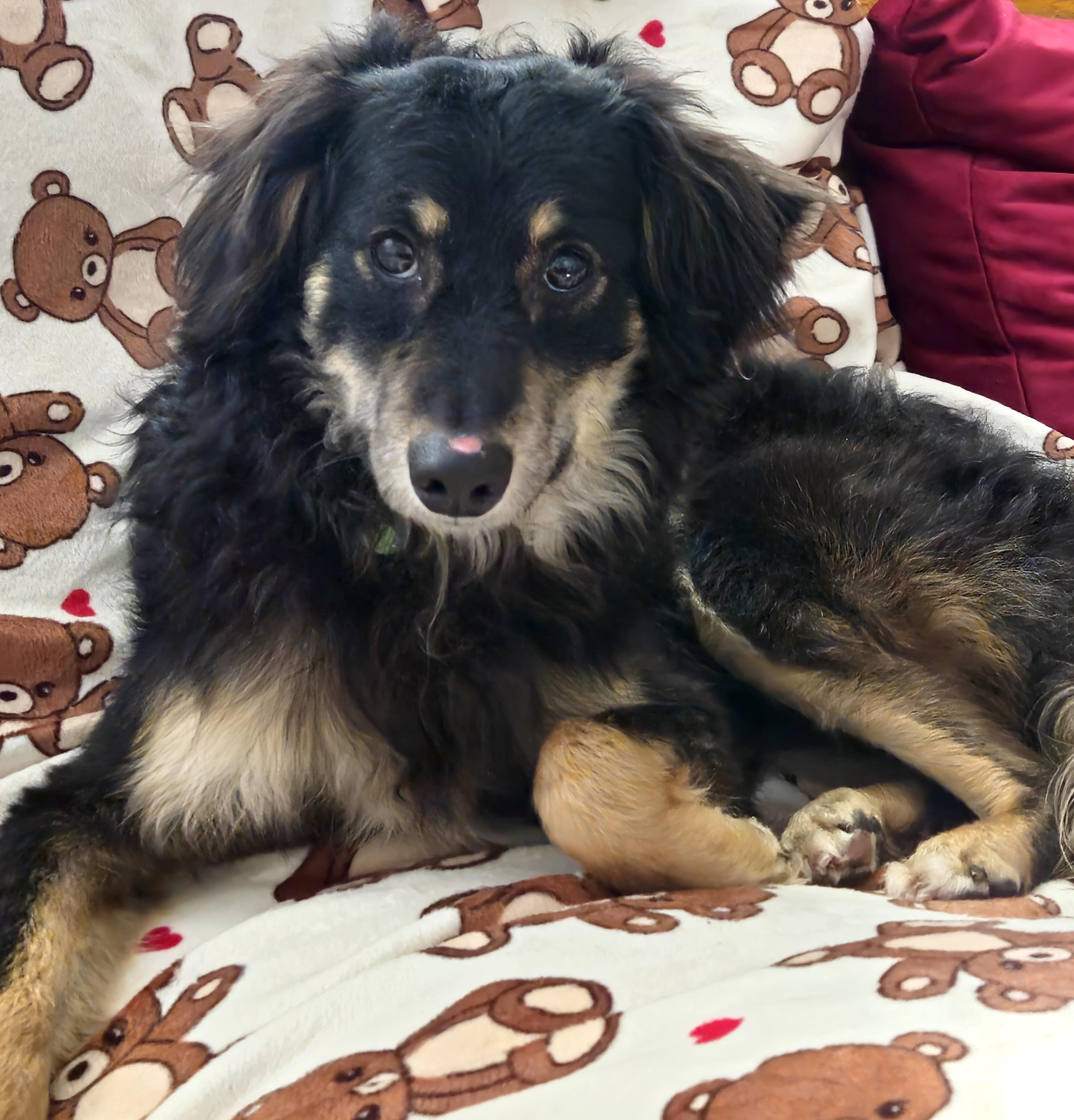 Frank, an adopted mixed breed in Brooklyn, NY image 5/6