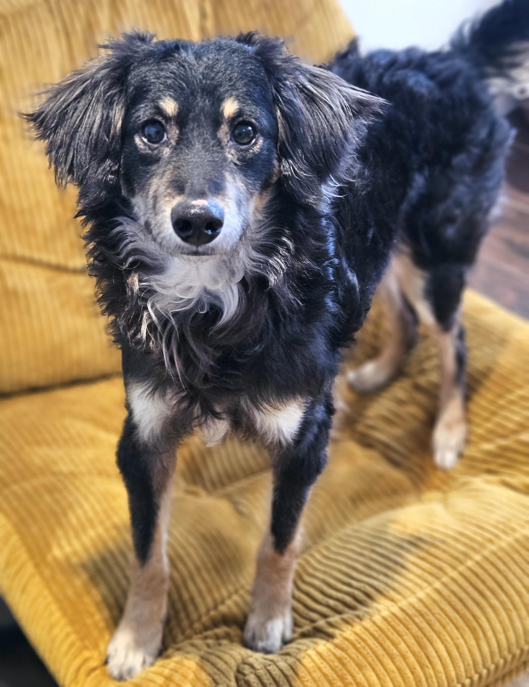Frank, an adopted mixed breed in Brooklyn, NY image 2/6