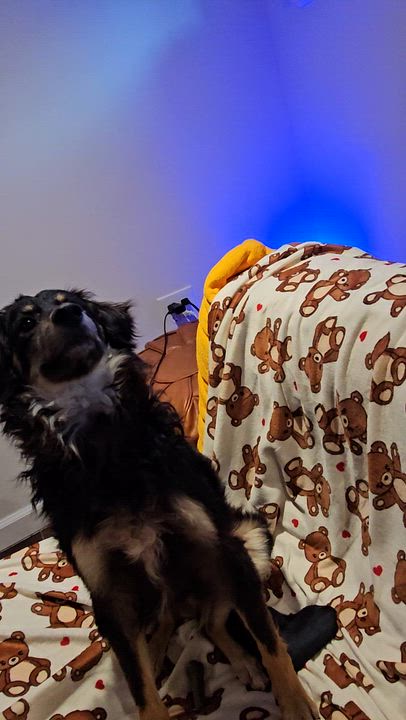 Enlarge Frank, an adopted mixed breed in Brooklyn, NY video 6/6