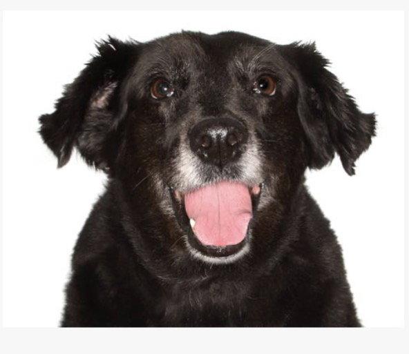 Katrina, Adoptable, Adult Female Border Collie.