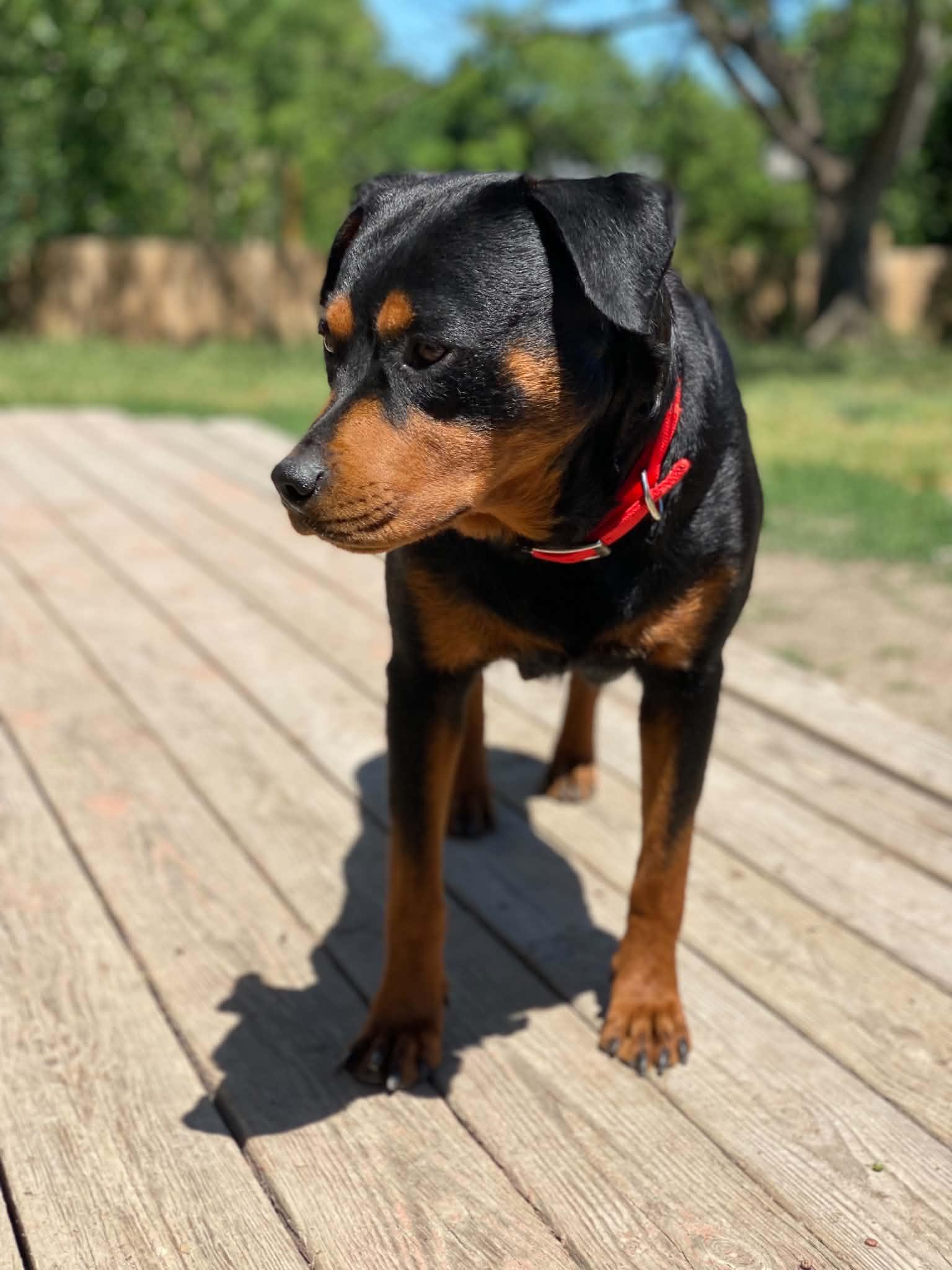 KATARINA, a ADOPTABLE Rottweiler in Chapel Hill, NC image 2/4