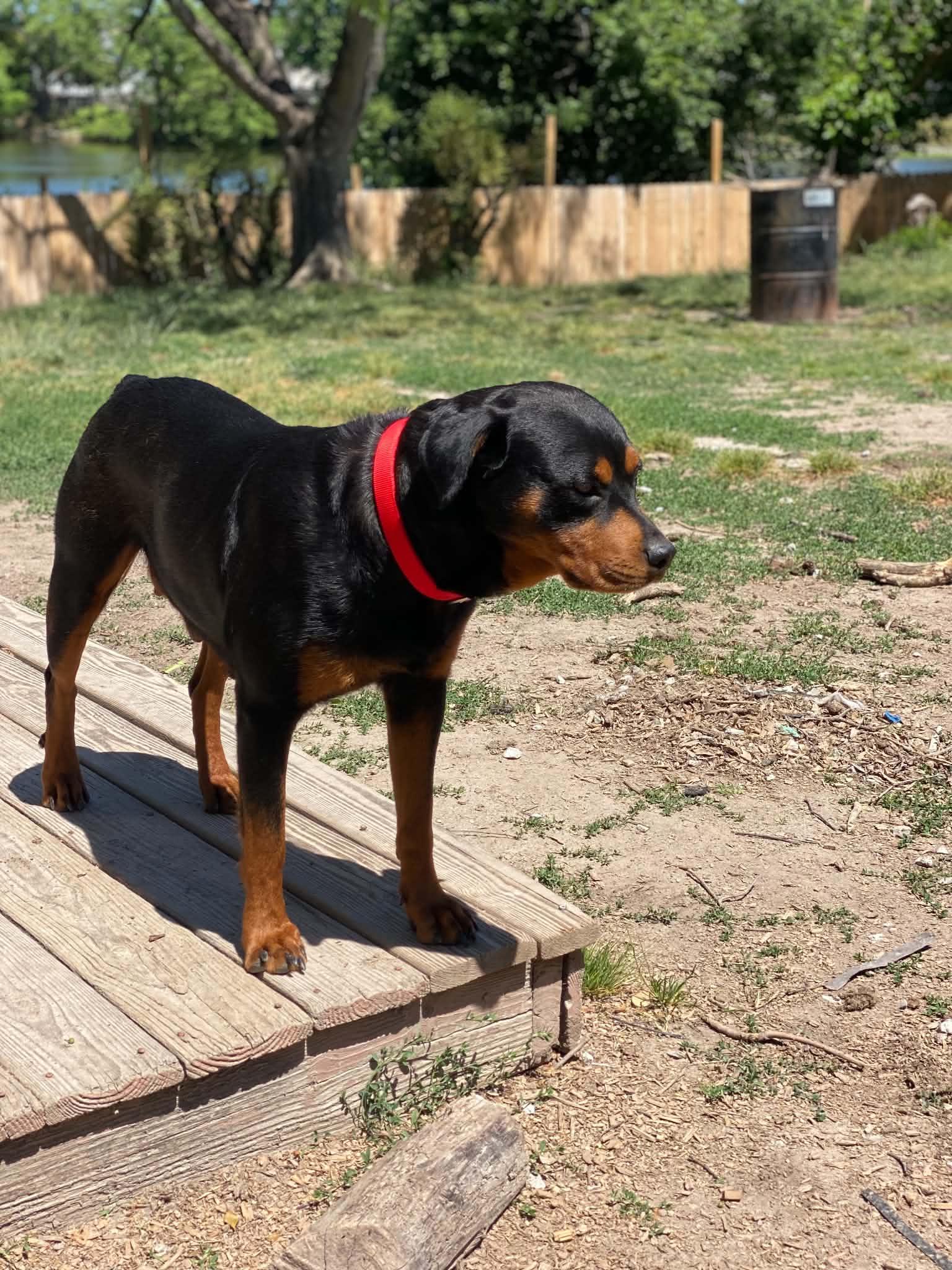 KATARINA, a ADOPTABLE Rottweiler in Chapel Hill, NC image 4/4