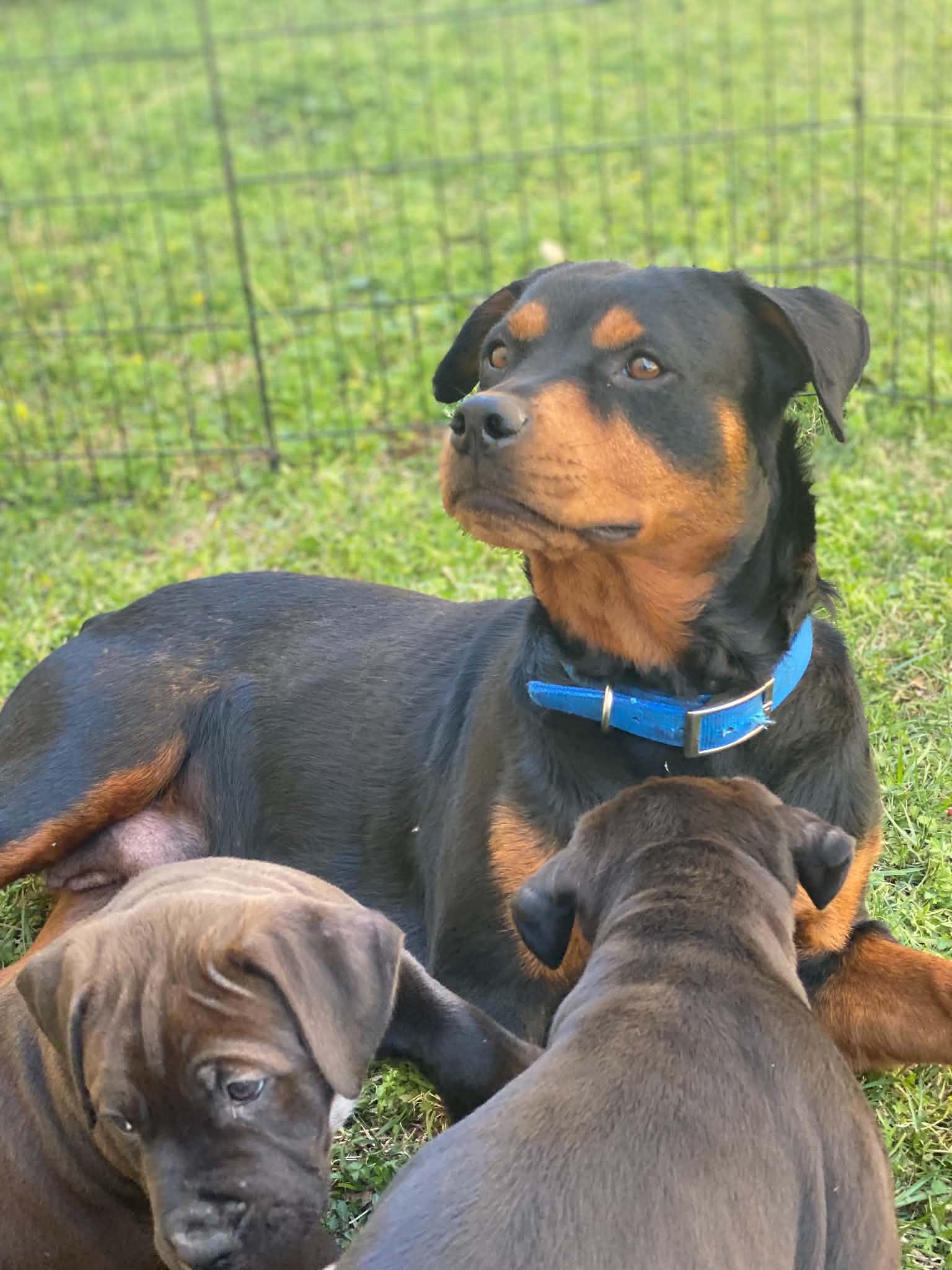 KATARINA, a ADOPTABLE Rottweiler in Chapel Hill, NC image 3/4