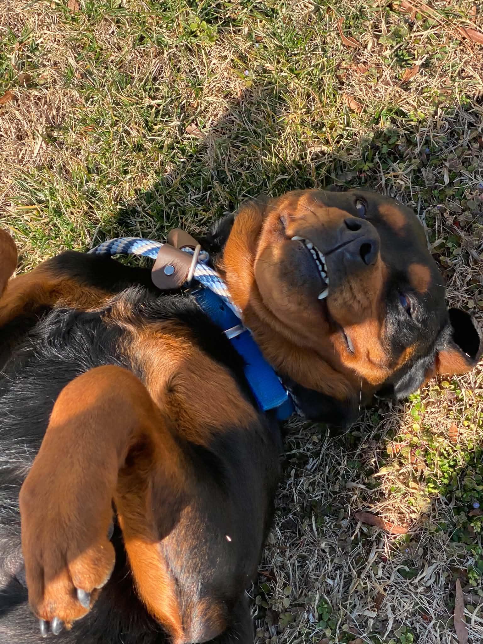 KATARINA, a ADOPTABLE Rottweiler in Chapel Hill, NC image 1/4
