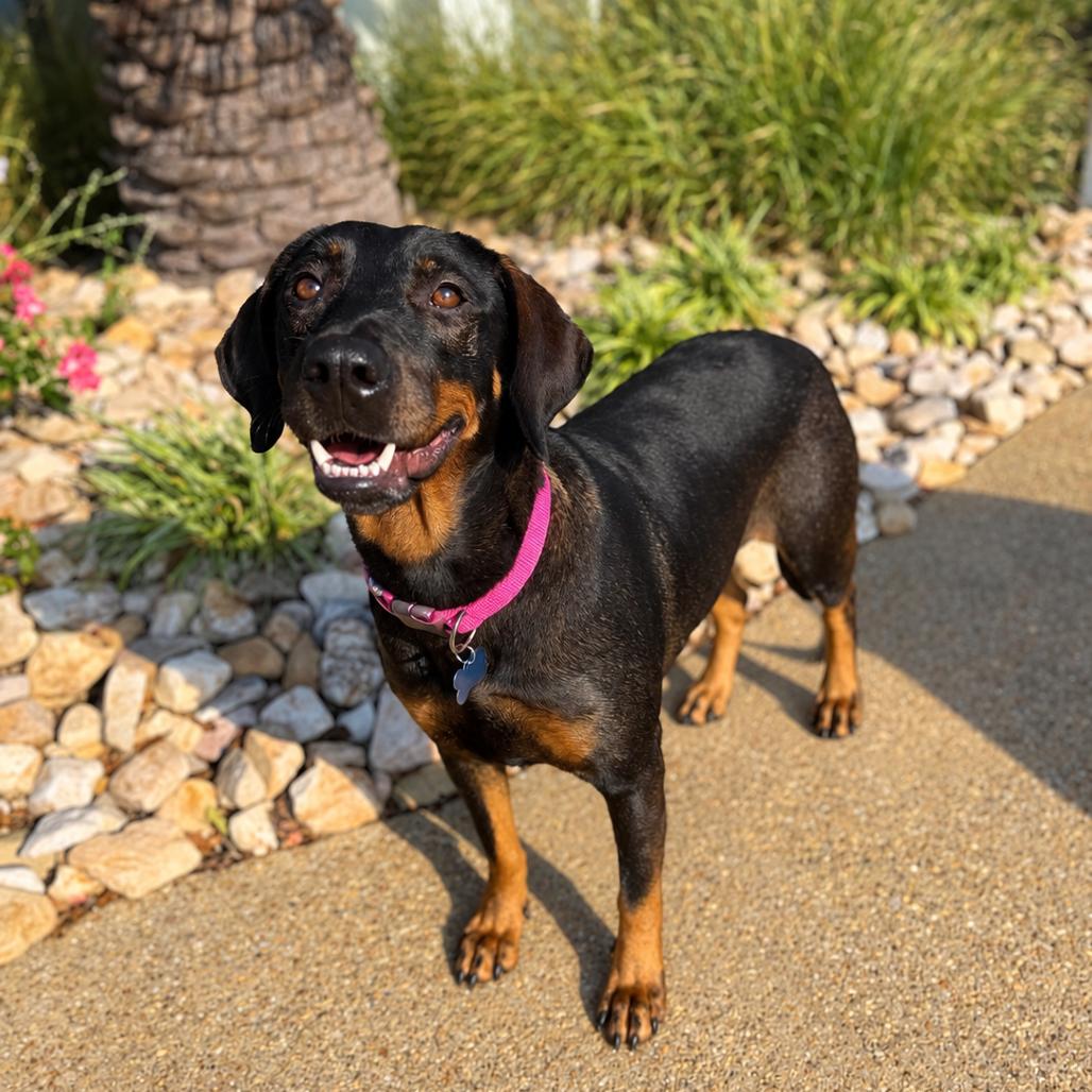 Mia, Adoptable, Adult Female Hound & Shepherd.