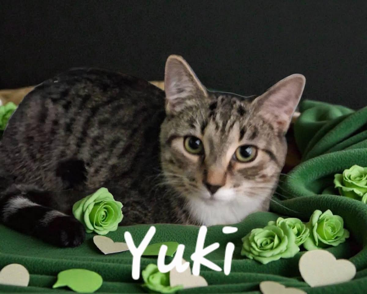 Yuki, Adoptable, Kitten Male Domestic Short Hair.