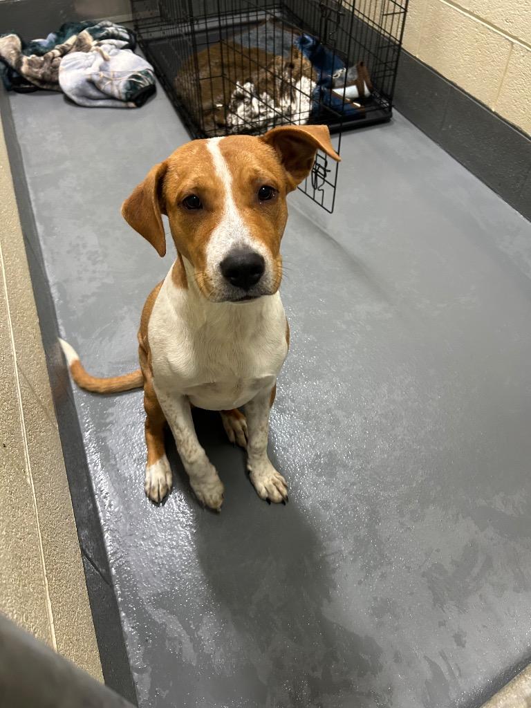 Enlarge Rowdy, a Adoptable Pit Bull Terrier in Johnson City, TN image 1/1