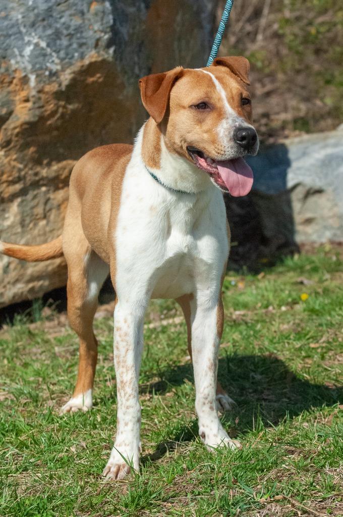 Enlarge Rowdy, a Adoptable Pit Bull Terrier in Johnson City, TN image 2/3