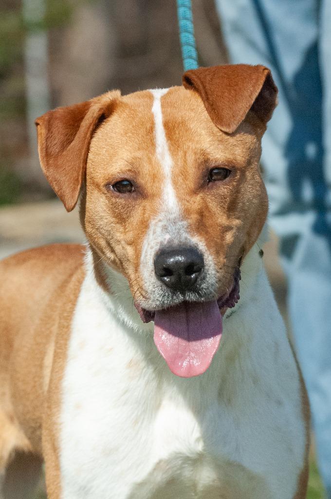 Enlarge Rowdy, a Adoptable Pit Bull Terrier in Johnson City, TN image 3/3