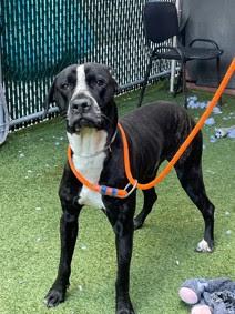 Bruno, a Adoptable Pointer image 4/5