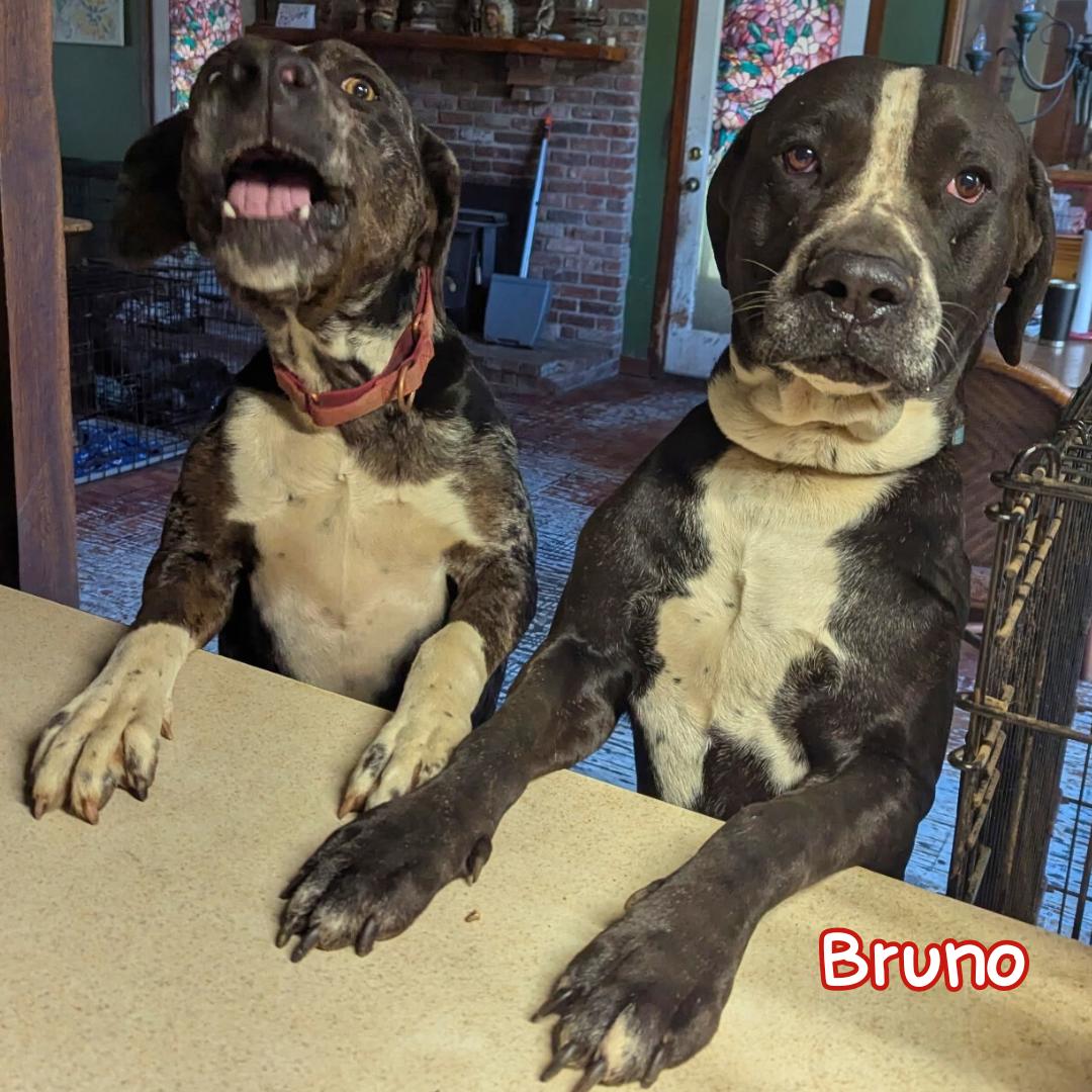 Bruno, Adoptable, Adult Male Pointer.