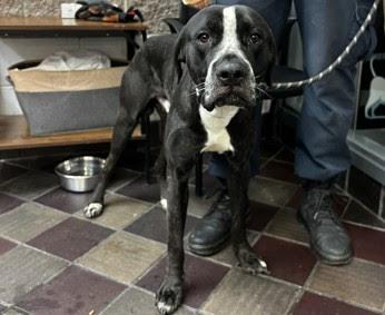 Bruno, a Adoptable Pointer image 5/5