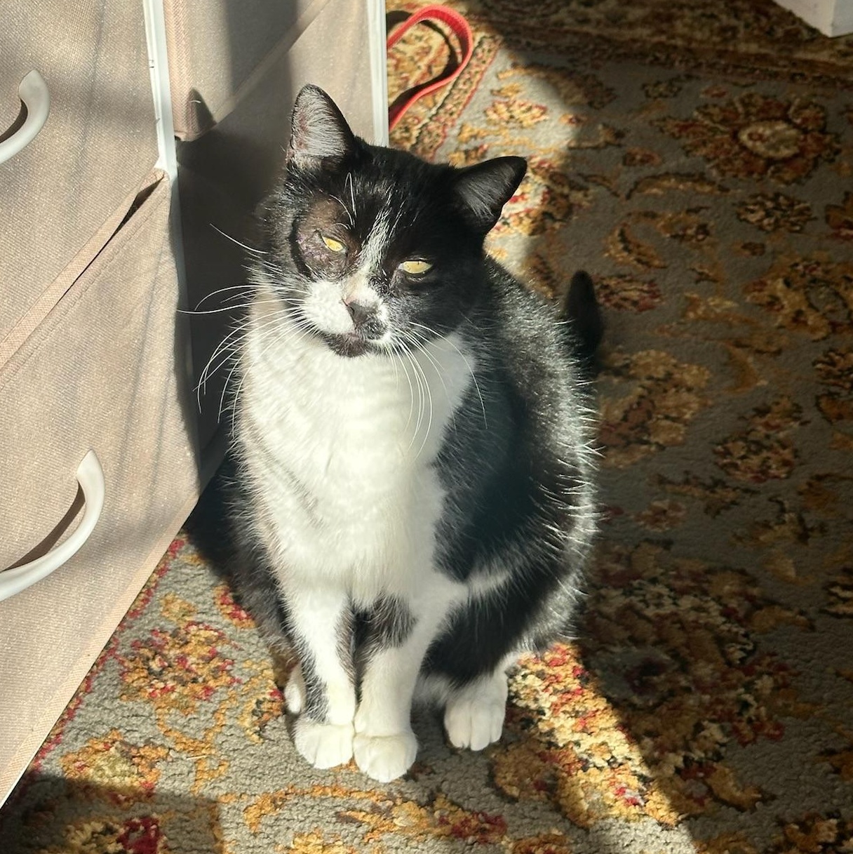 Maybelline, an adopted Tuxedo in San Francisco, CA image 2/4