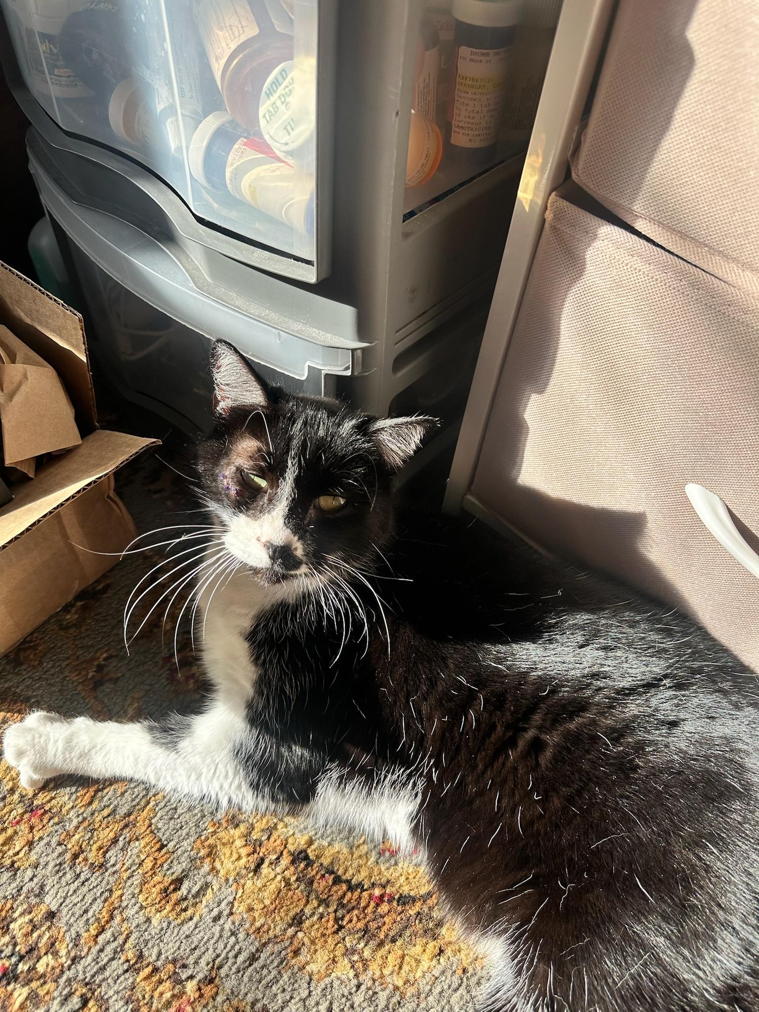 Maybelline, an adopted Tuxedo in San Francisco, CA image 3/4