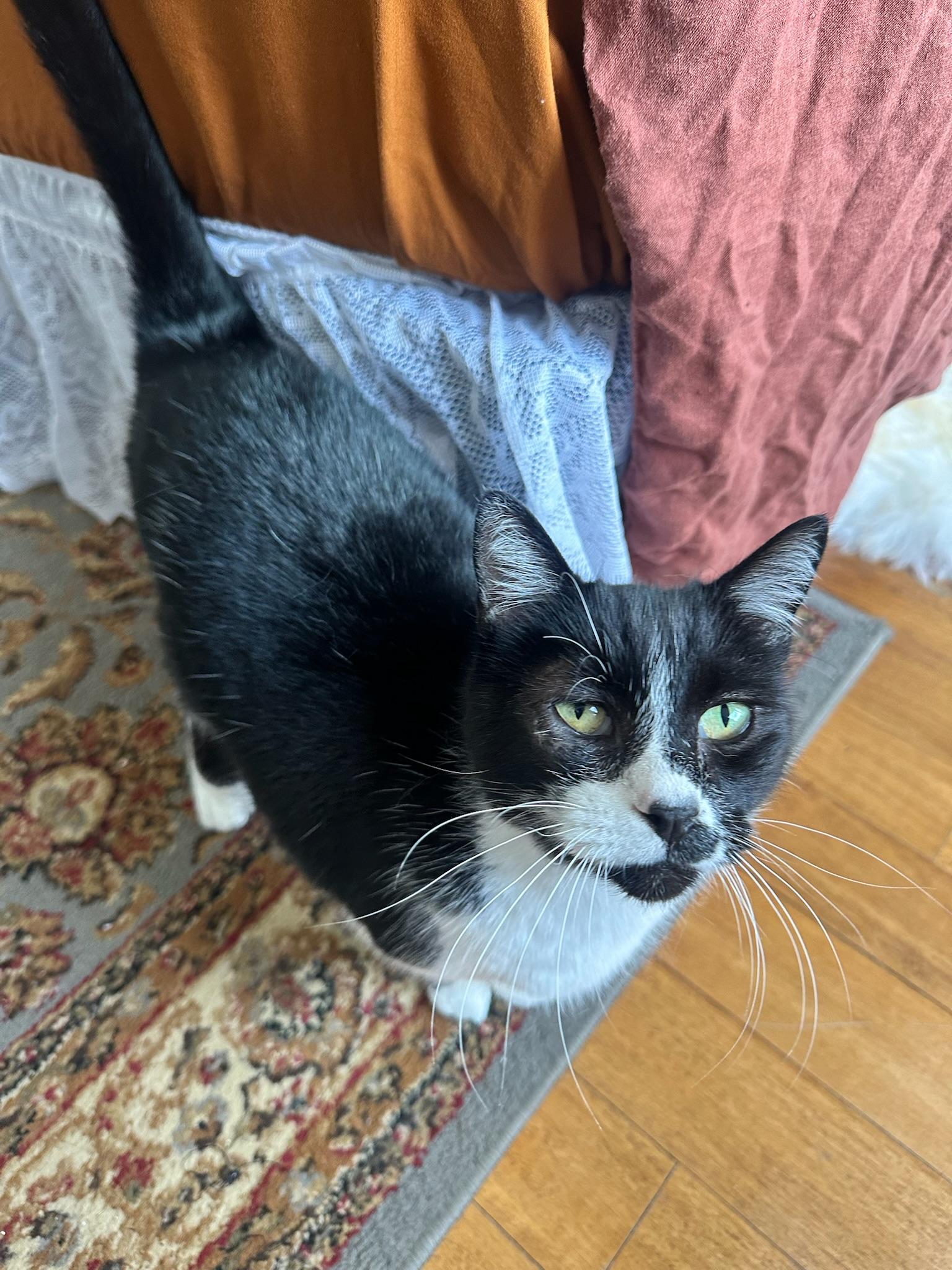 Maybelline, an adopted Tuxedo in San Francisco, CA image 4/4