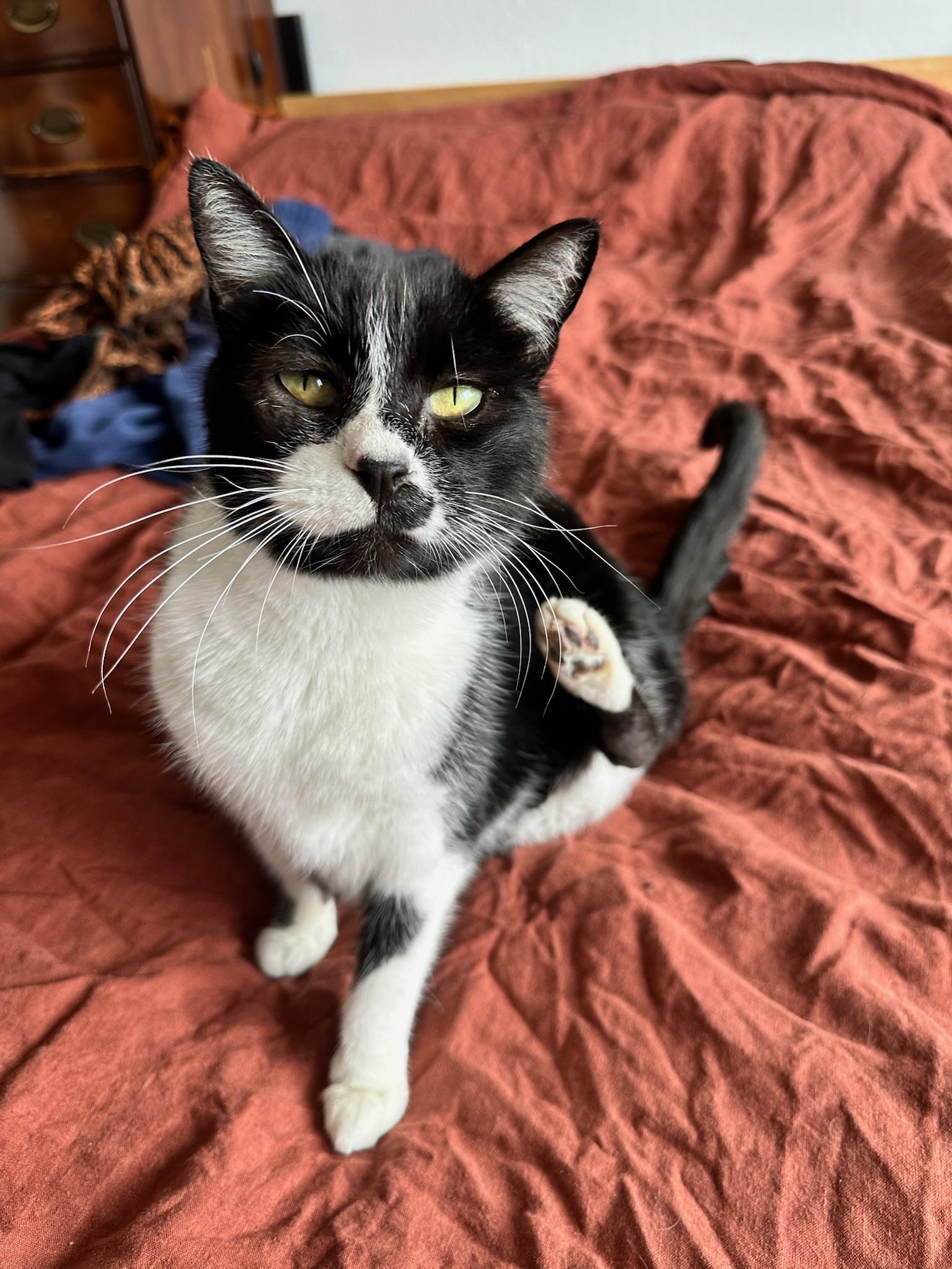 Maybelline, ADOPTABLE, Adult Female Tuxedo.