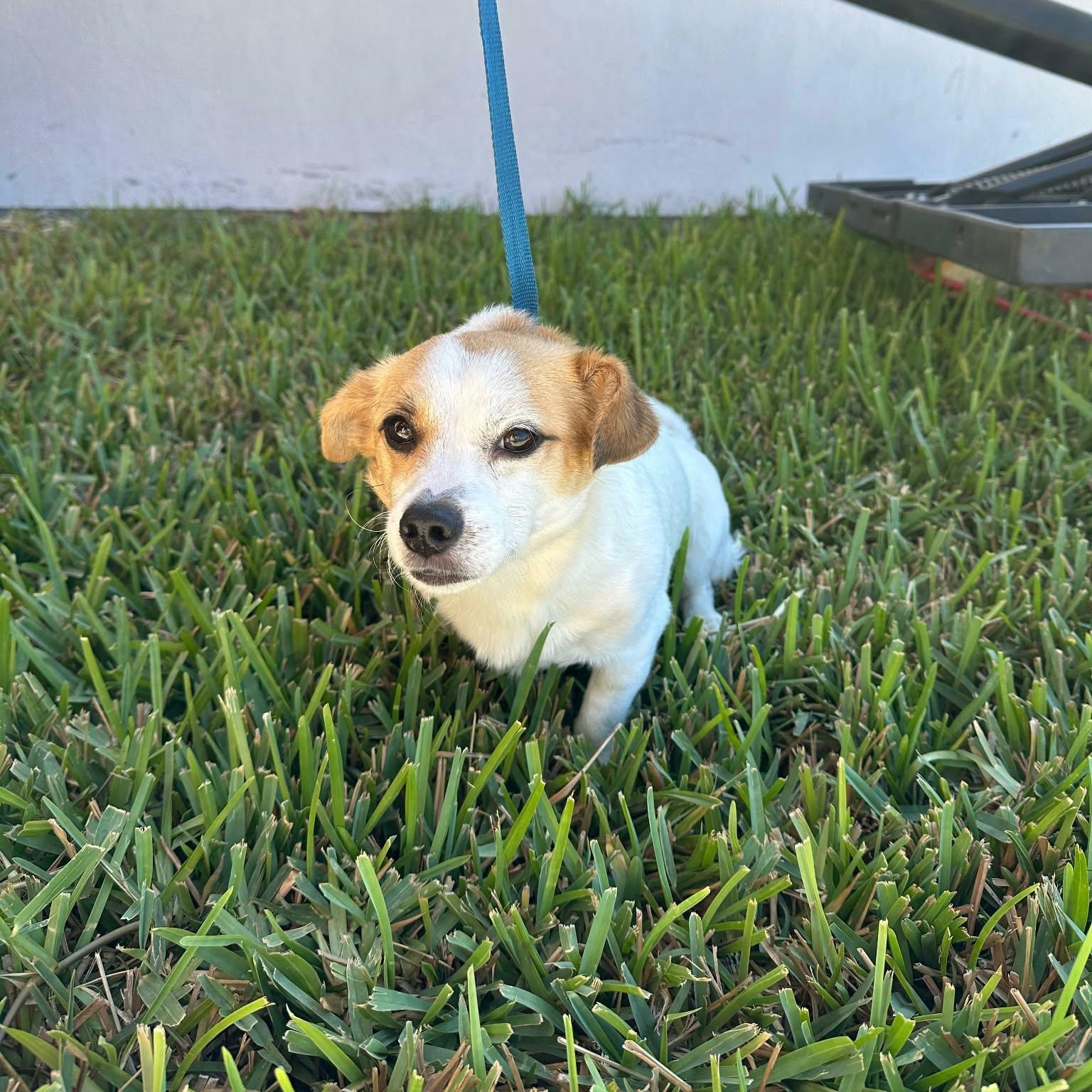 Enlarge Jojo, a Adoptable mixed breed in Pensacola, FL image 3/3