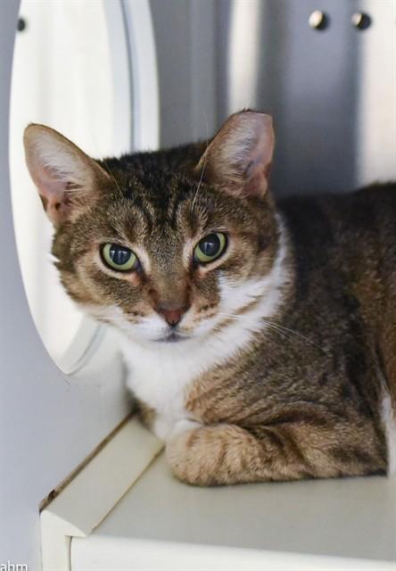 KITKAT, Adoptable, Young Female Domestic Short Hair.