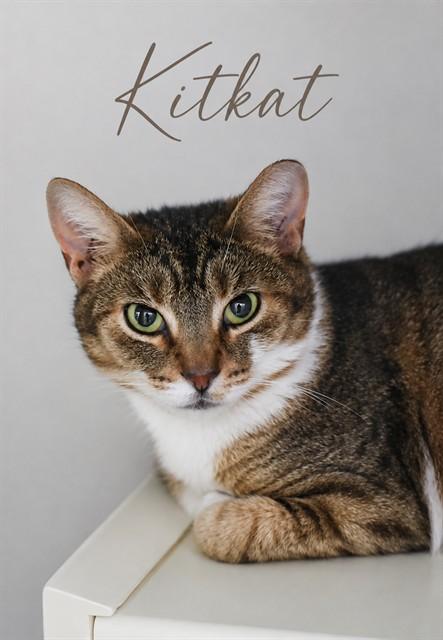 KITKAT, Adoptable, Adult Female Domestic Short Hair.