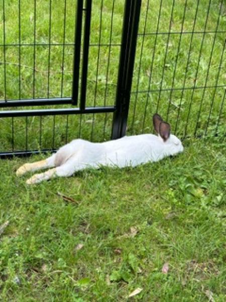 Sansa, Adoptable, Adult Female Himalayan & Californian.