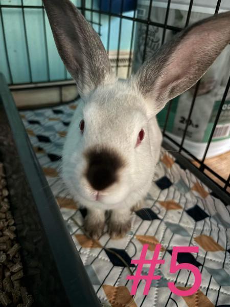 Enlarge Sansa, a Adoptable mixed breed in Kalamazoo, MI image 2/6