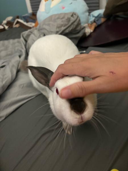 Enlarge Sansa, a Adoptable mixed breed in Kalamazoo, MI image 3/6