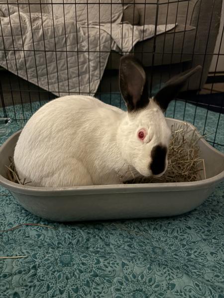 Enlarge Sansa, a Adoptable mixed breed in Kalamazoo, MI image 4/6