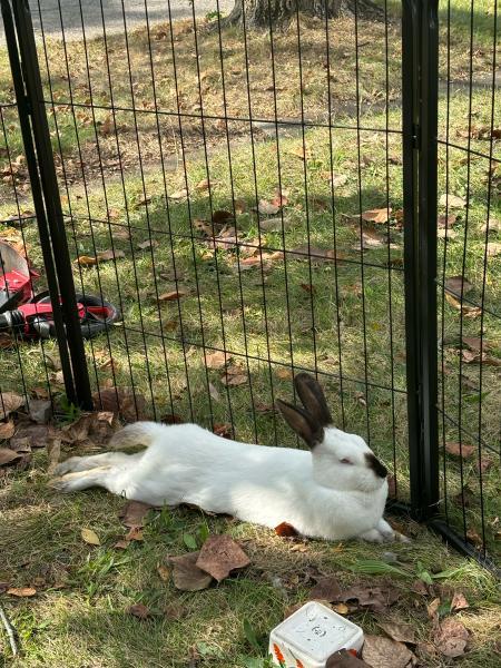 Enlarge Sansa, a Adoptable mixed breed in Kalamazoo, MI image 5/6
