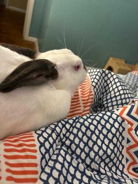 Enlarge Sansa, a Adoptable mixed breed in Kalamazoo, MI image 6/6