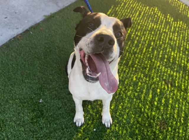 Enlarge LL DROOL J, a Adoptable mixed breed in Grand Prairie, TX image 1/1