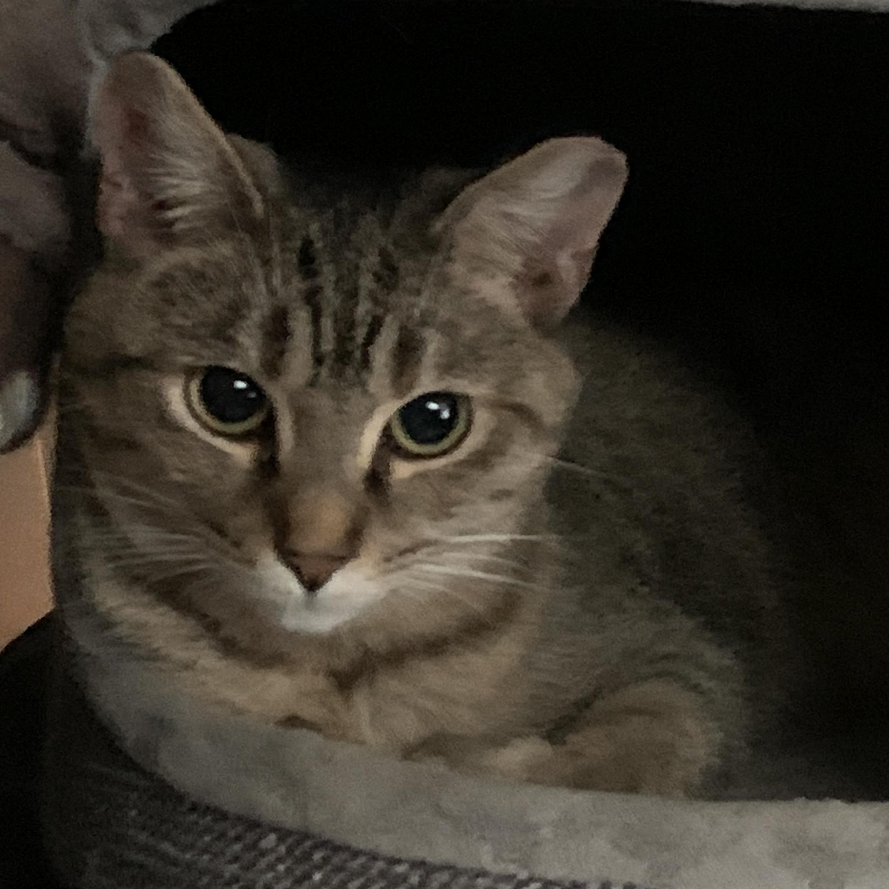 Enlarge Mocha, a Adoptable Domestic Short Hair in Shelby Township, MI image 2/3