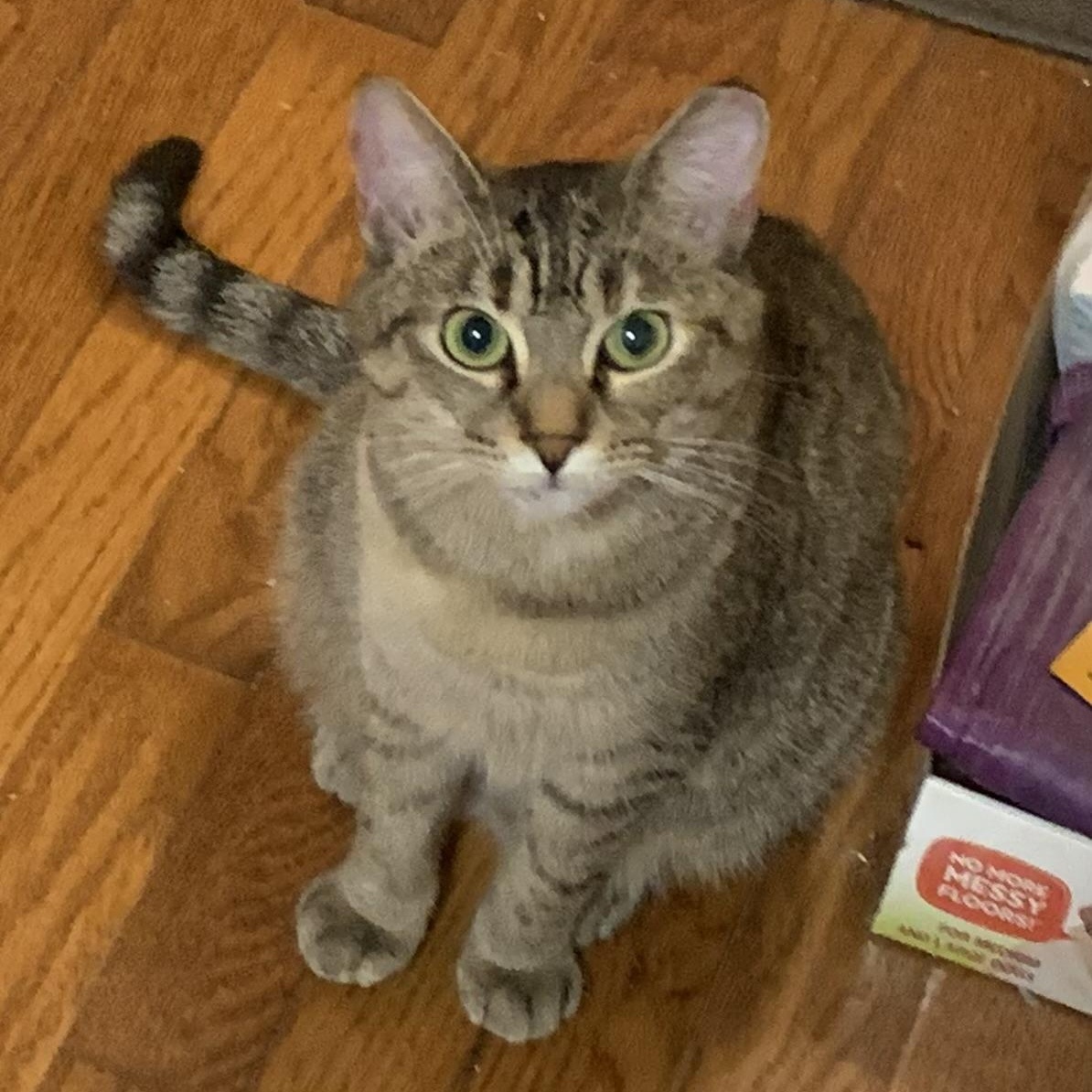 Enlarge Mocha, a Adoptable Domestic Short Hair in Shelby Township, MI image 1/3