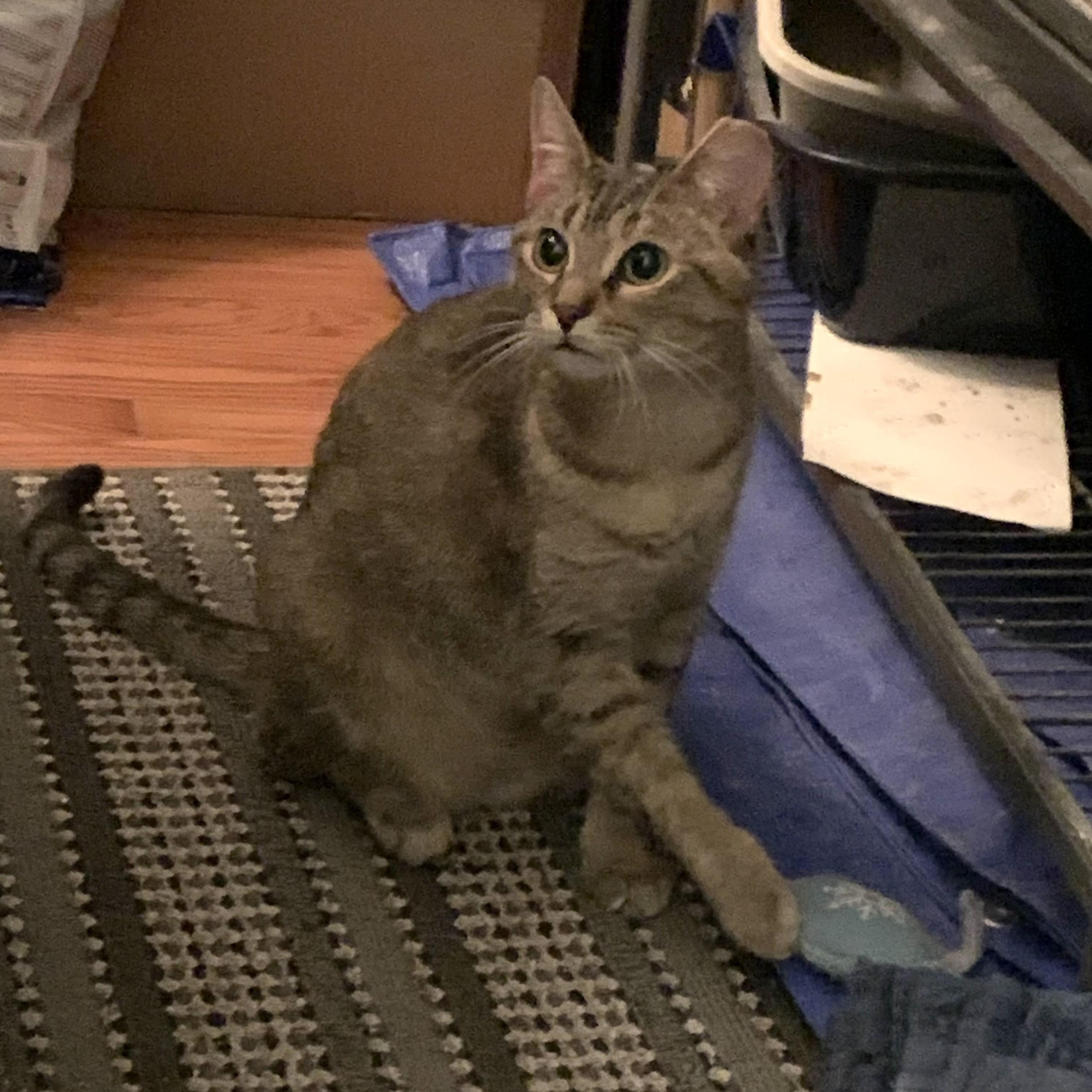 Enlarge Mocha, a Adoptable Domestic Short Hair in Shelby Township, MI image 3/3