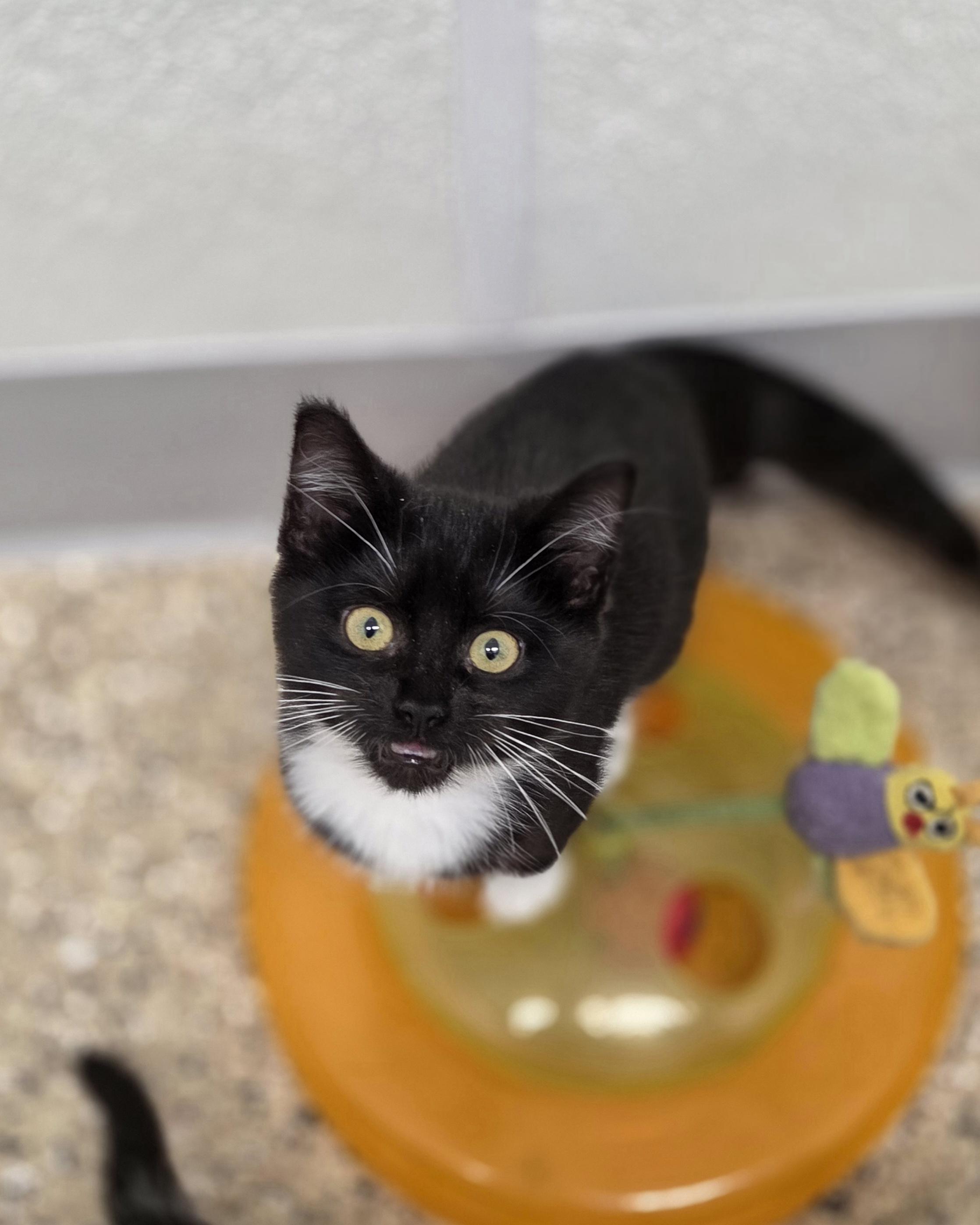 Seahorse, Adoptable, Young Female Domestic Short Hair.