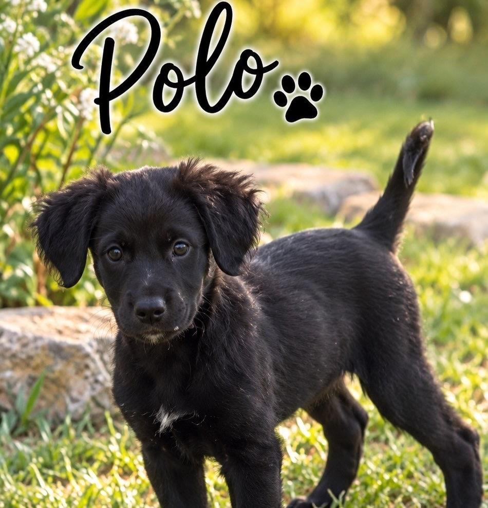 Enlarge Polo, a Adoptable mixed breed in Brownstown, IN image 1/1