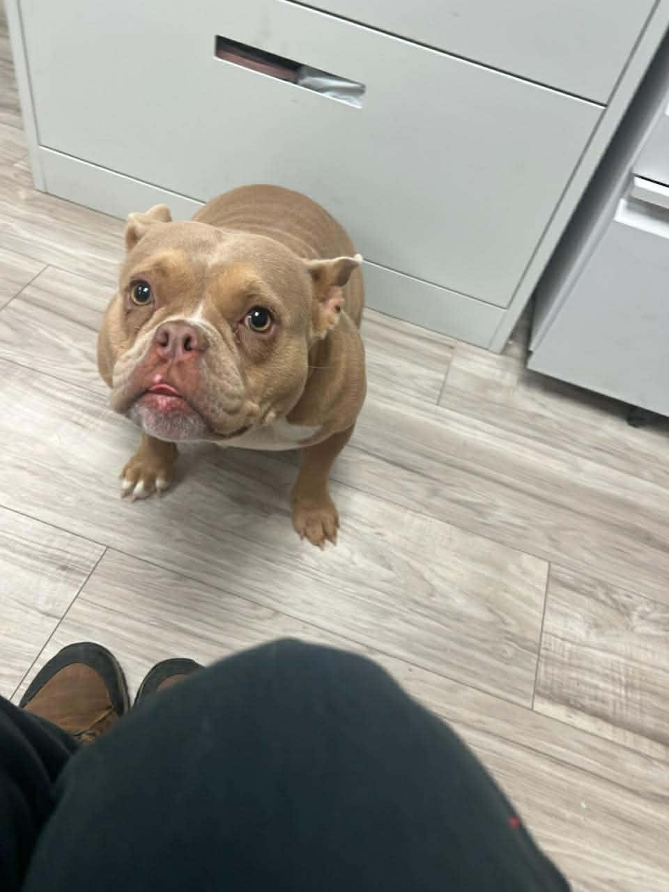 Peaches, Adoptable, Adult Female Pit Bull Terrier.