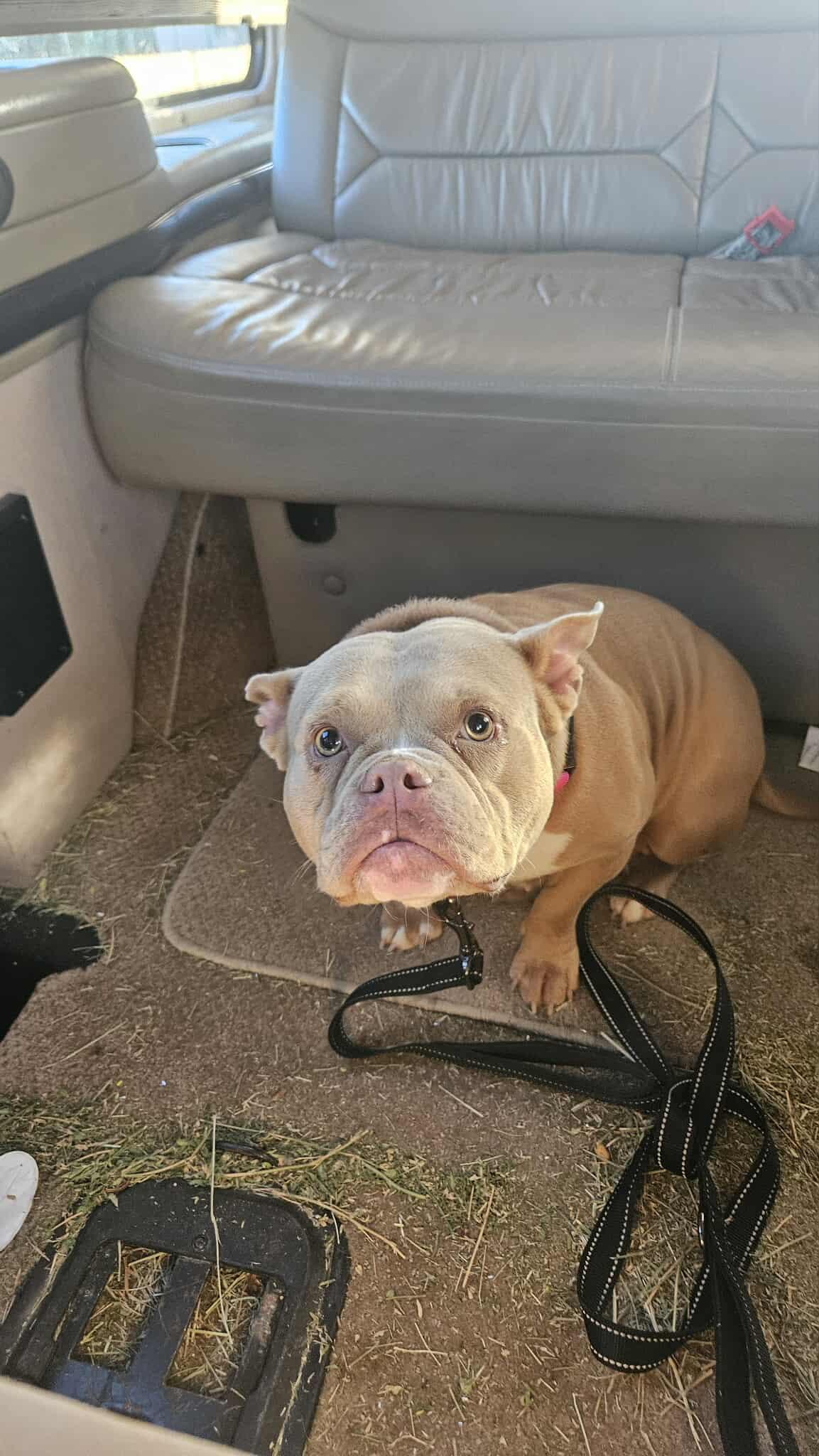 Peaches, a Adoptable Pit Bull Terrier in Arlee, MT image 2/4