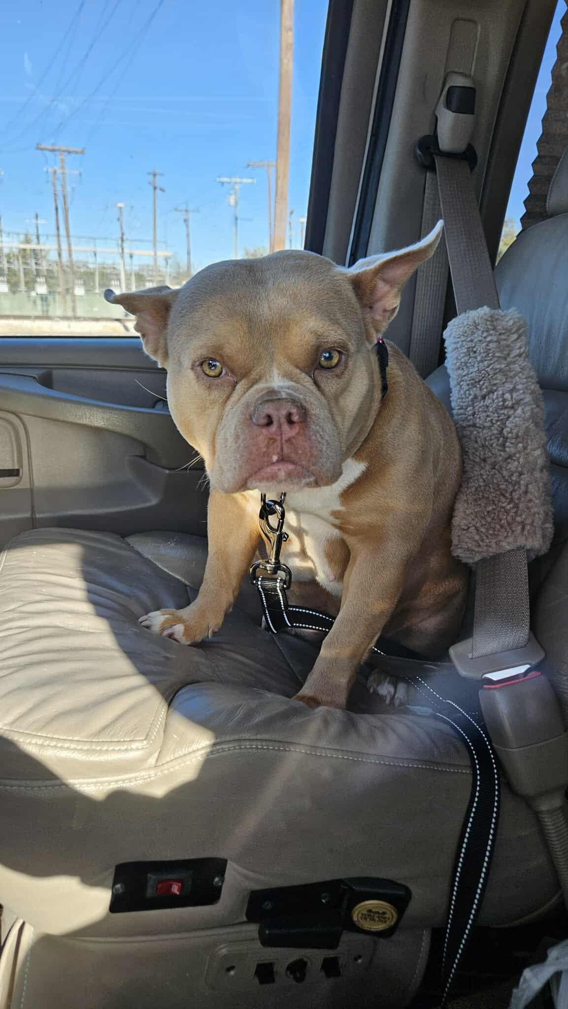Peaches, a Adoptable Pit Bull Terrier in Arlee, MT image 3/4