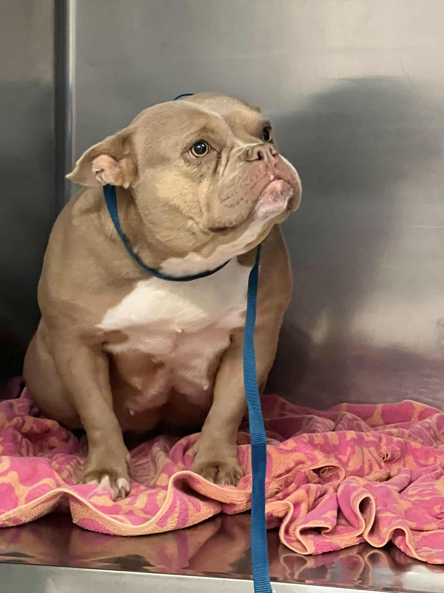 Peaches, a Adoptable Pit Bull Terrier in Arlee, MT image 4/4