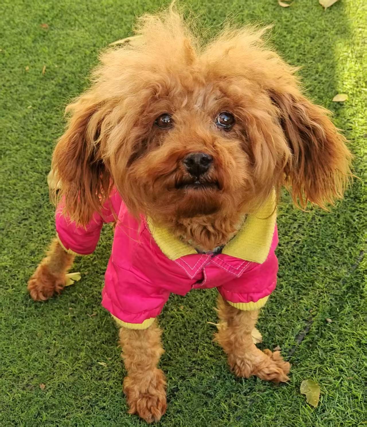 Enlarge Jasper, an adopted Poodle (Toy) in Toronto, ON image 2/3