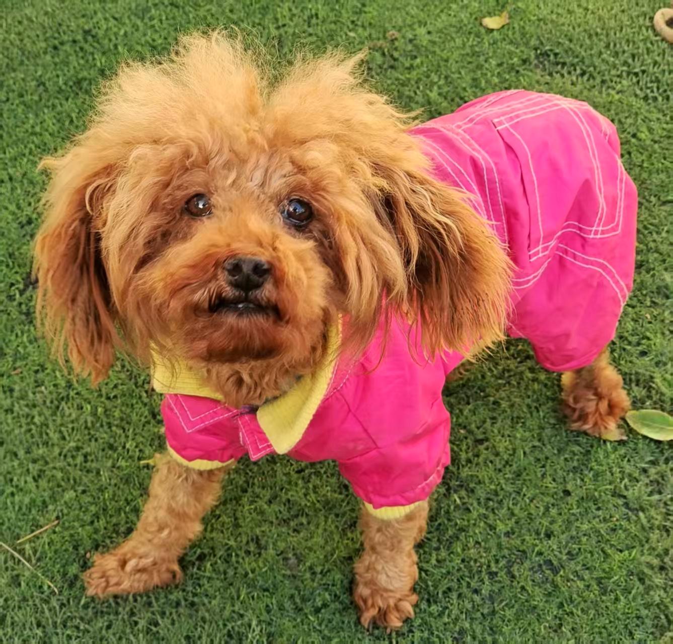 Jasper, adopted, Young Male Poodle (Toy).