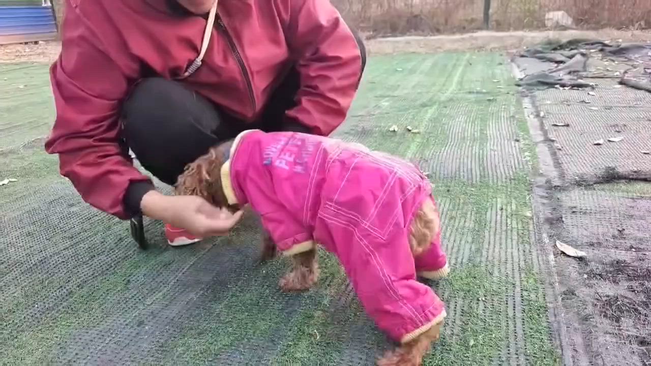 Enlarge Jasper, an adopted Poodle (Toy) in Toronto, ON video 3/3