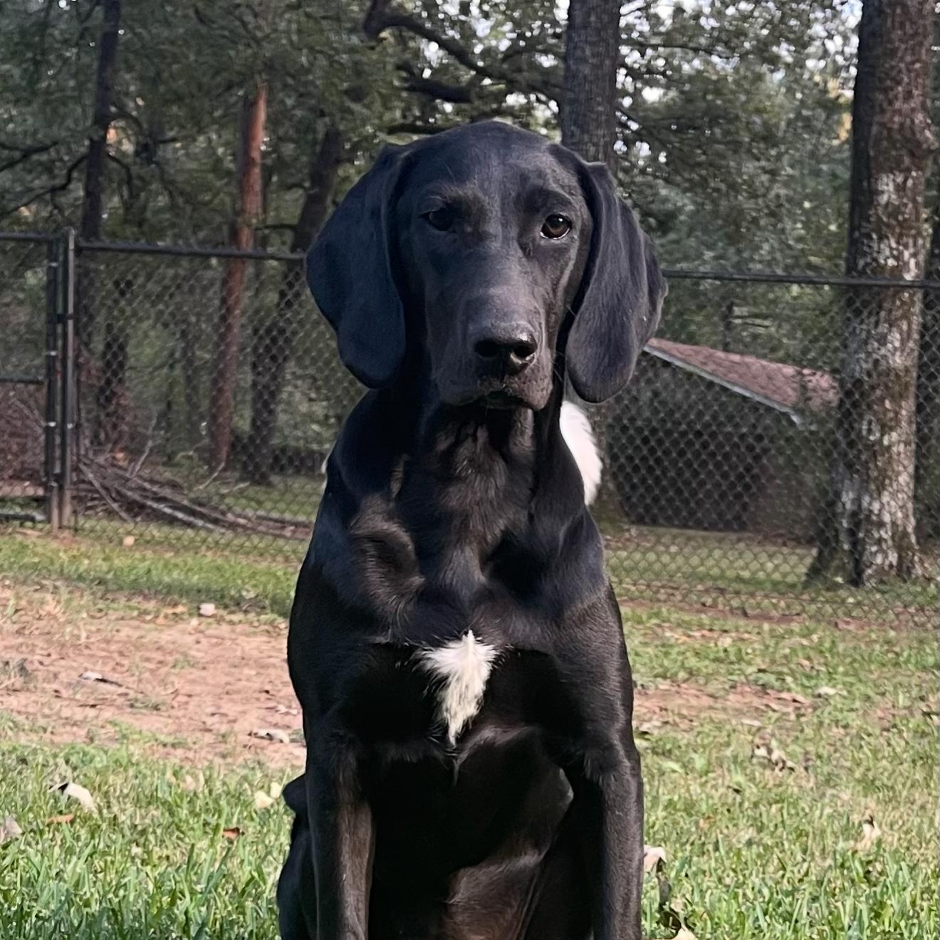 Opal, Adoptable, Young Female Black Labrador Retriever.